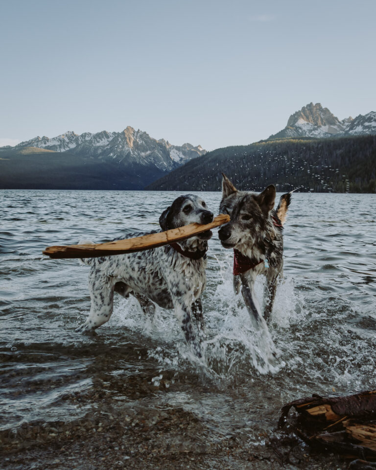 Gunner and Cruze the WolfDog Playing in the Water