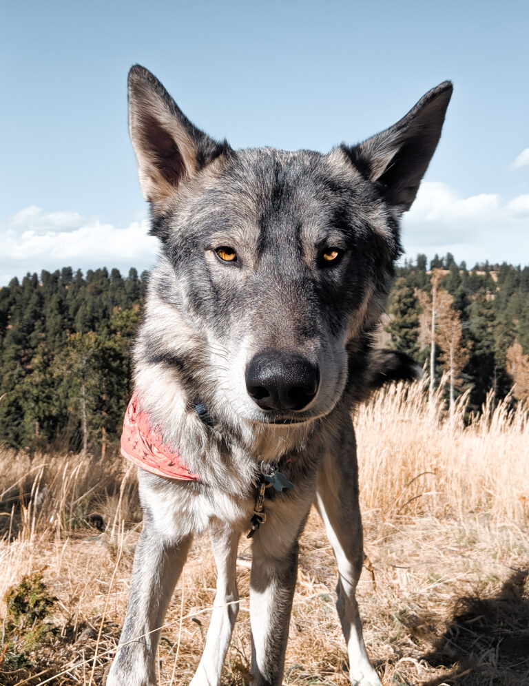 wolf dog hybrid