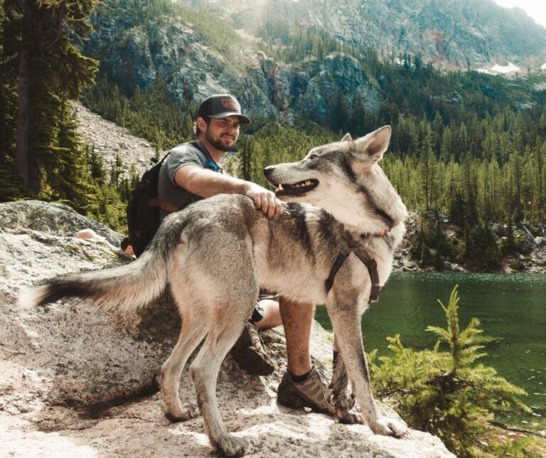 Wolf Dog Hybrid: The Honest Truth About Owning A Pet Wolf | Living Tiny ...