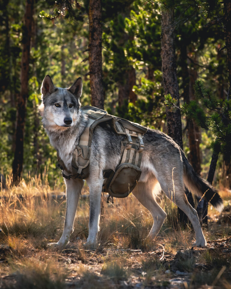 best diet for wolf dogs + wolf hybrids