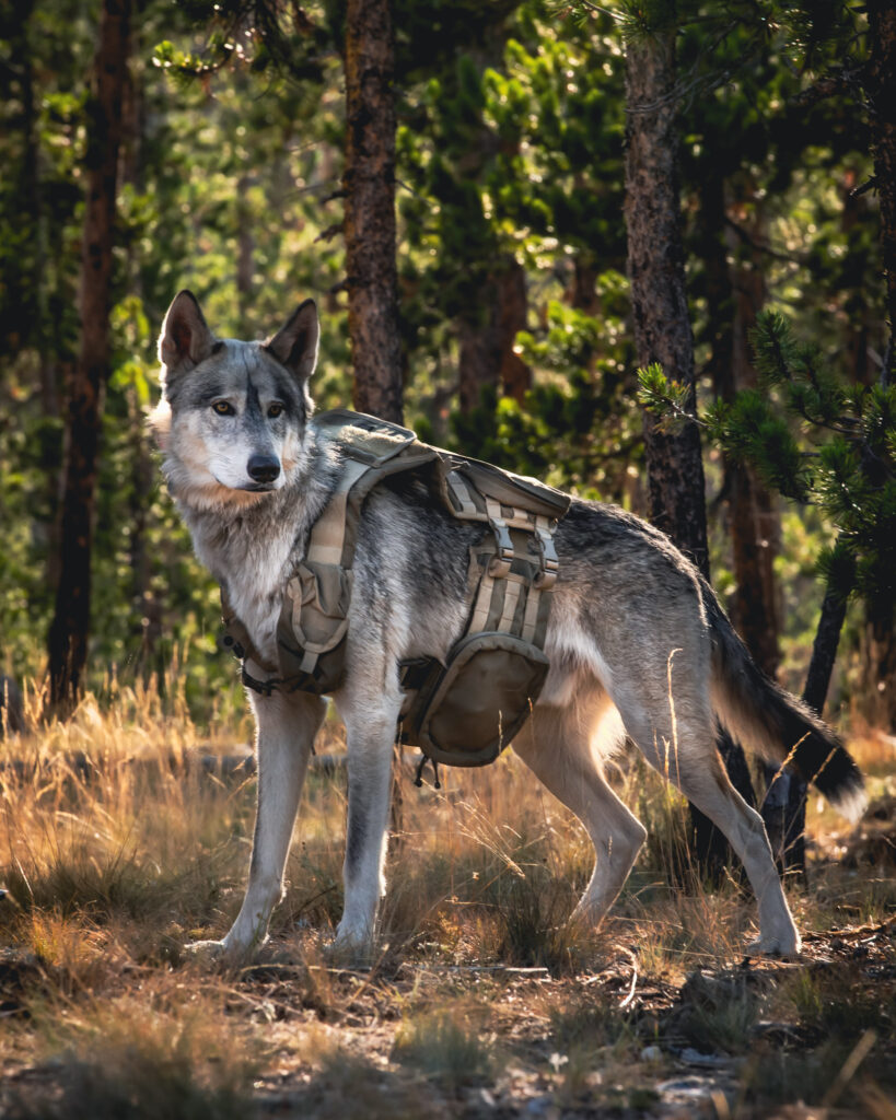 winter wolf syndrome in wolf dogs