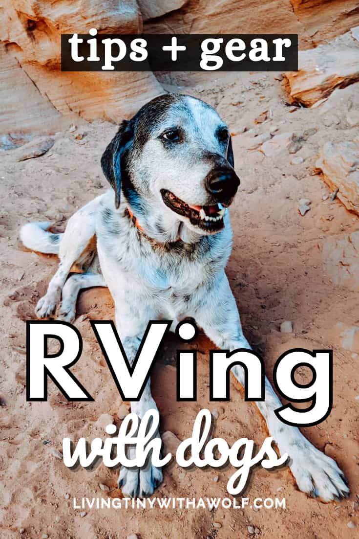 10 Tips for Full Time RVing with Dogs You Wish You Knew Before
