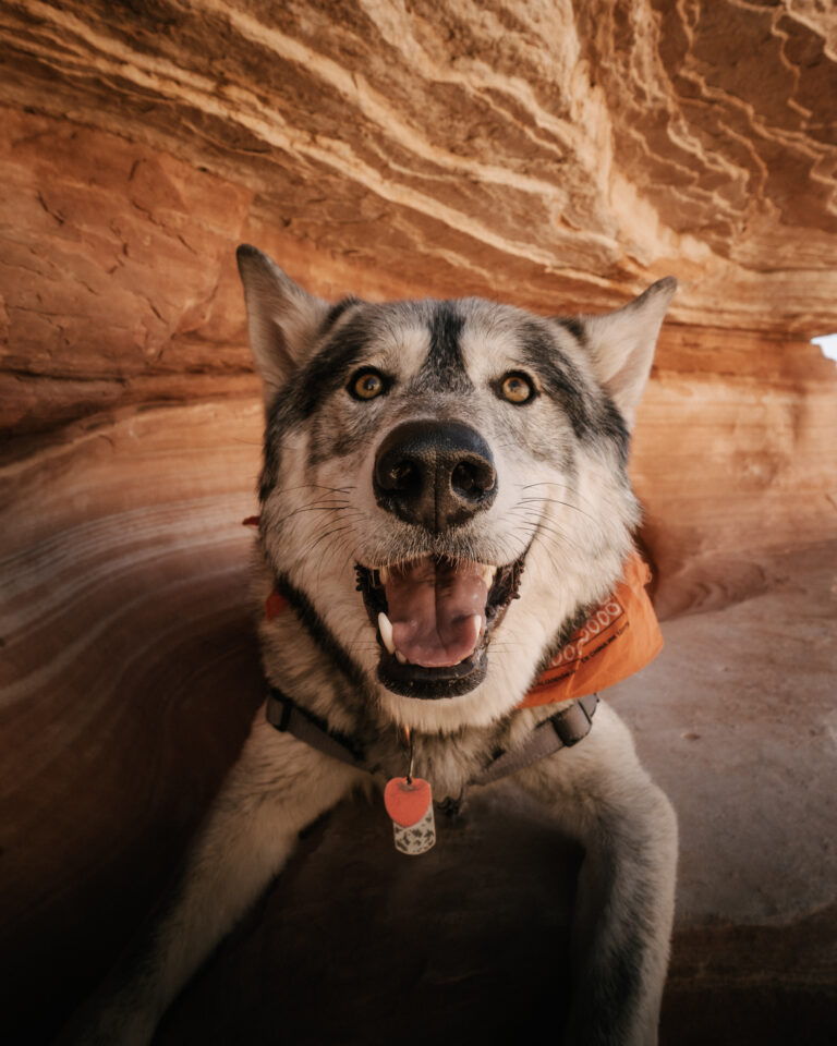 Happy Pet Wolf Dog