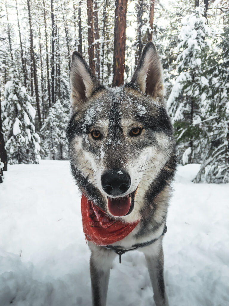 Winter Wolf Syndrome in a Pet Wolf Dog