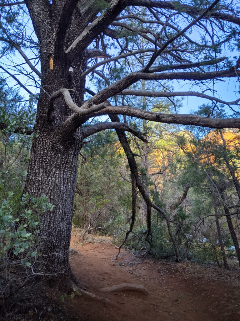 Aligator Tree Secret Hike Sedona