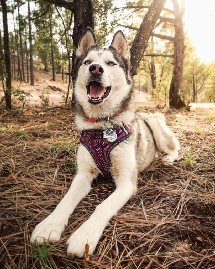 Hiking with Dogs Tips and Gear for the trail
