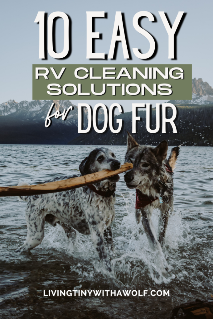 Keep Your RV Clean And Free Of Dog Hair