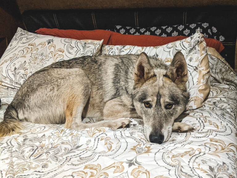 Keep Your RV Clean and Free of Dog Hair