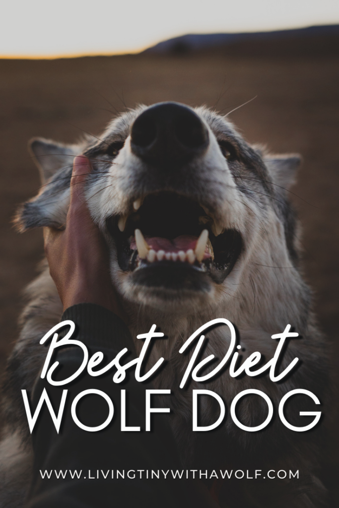 best diet for wolf dogs + wolf hybrids