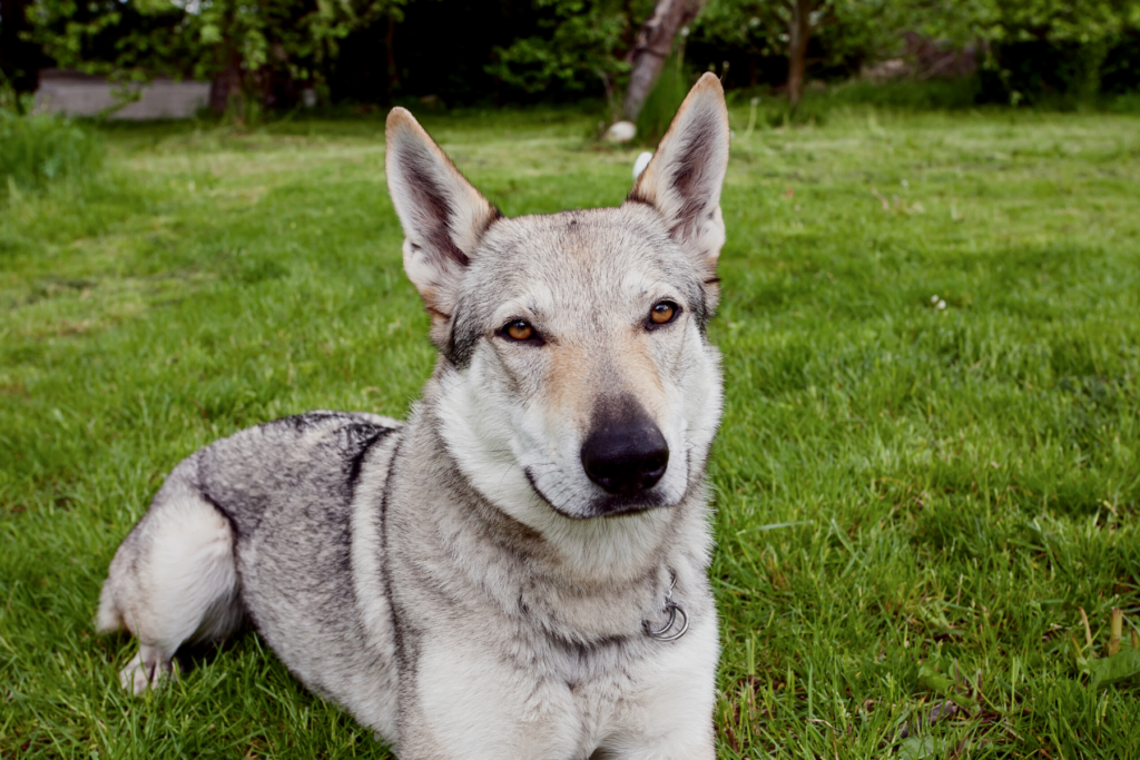 difference between wolf dog and wolf hybrid