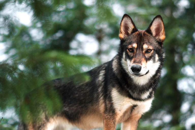 15 Stunning Wolf Dog Breeds (You Can Have As A Pet) | Living Tiny With ...