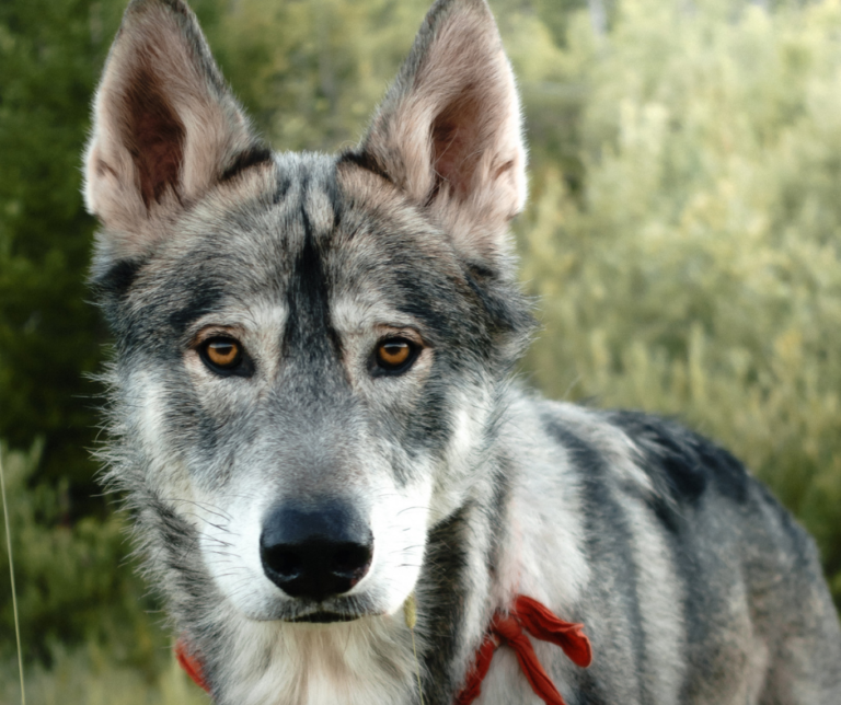 15 Stunning Wolf Dog Breeds (You Can Have as a Pet)