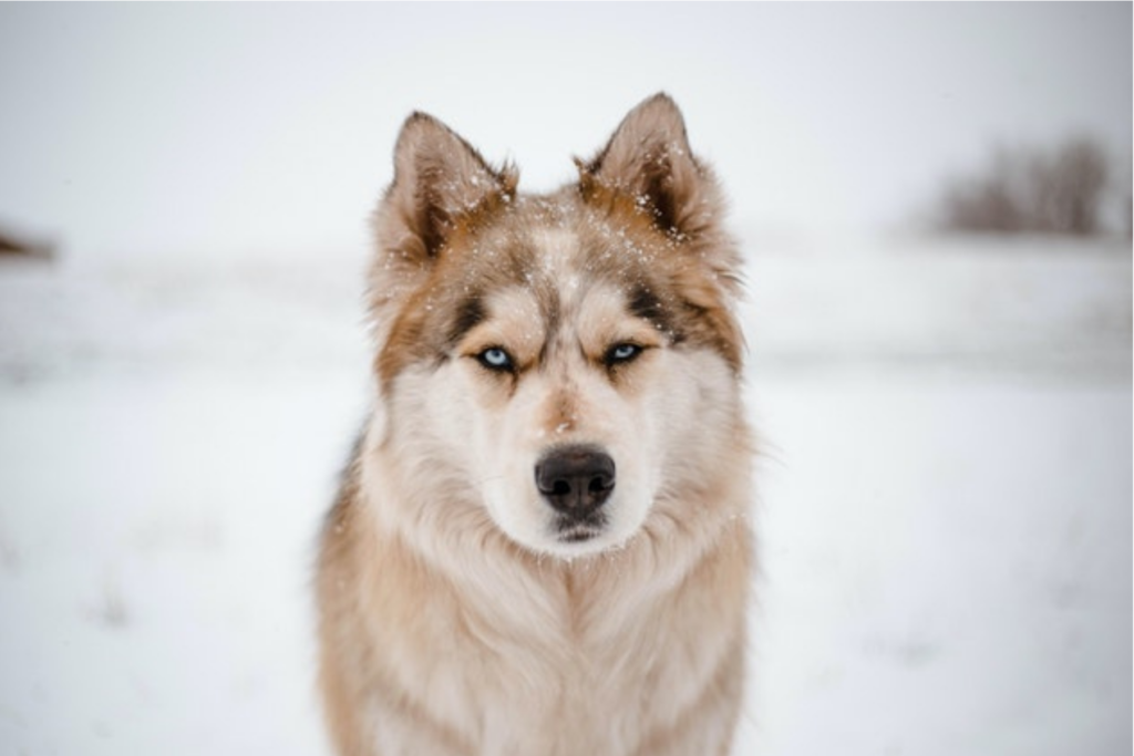 wolf dog breeds