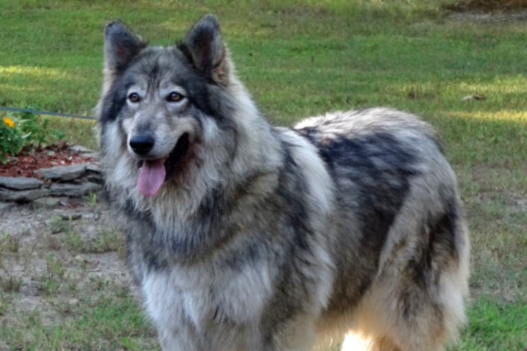 20 Stunning Wolf Dog Breeds (You Can Have As A Pet) | Living Tiny With ...