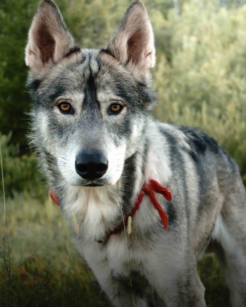 wolf dog breeders