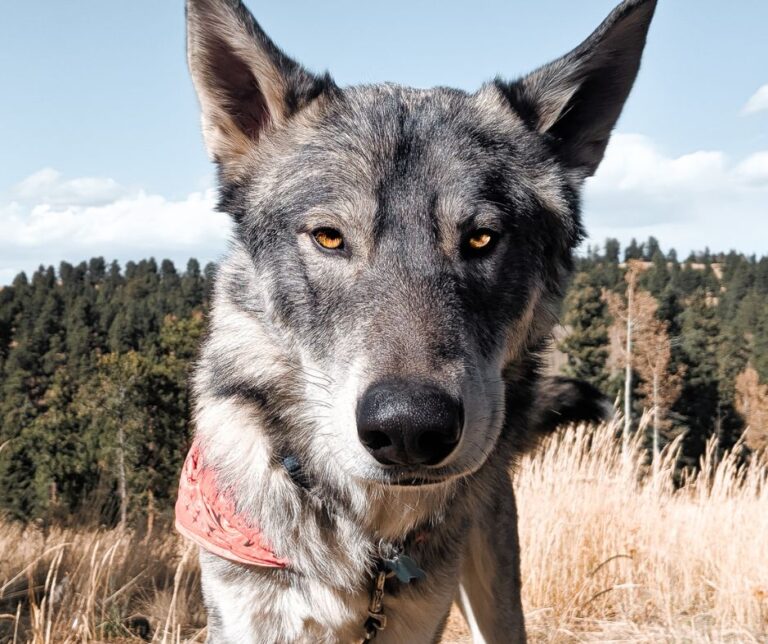 10 Common Wolf Dog Behavior Problems + How to Solve Them