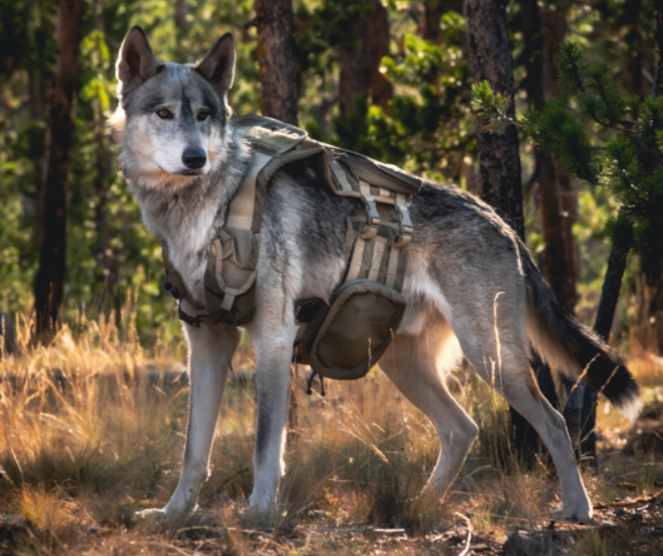 how to train a wolf dog