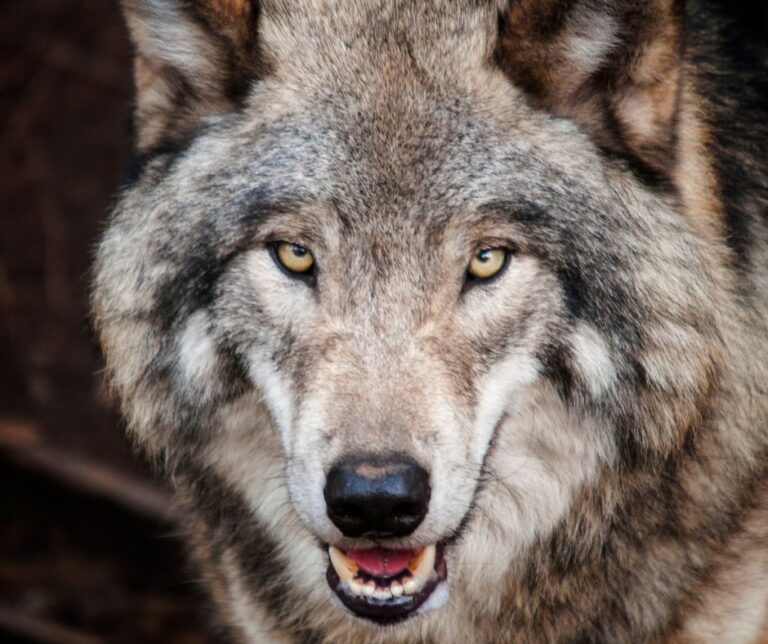 Wolf Dogs vs. Wolf Hybrids: What’s the Difference?