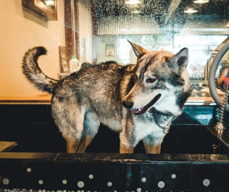 Wolf Dog Temperament: Debunking the Myths