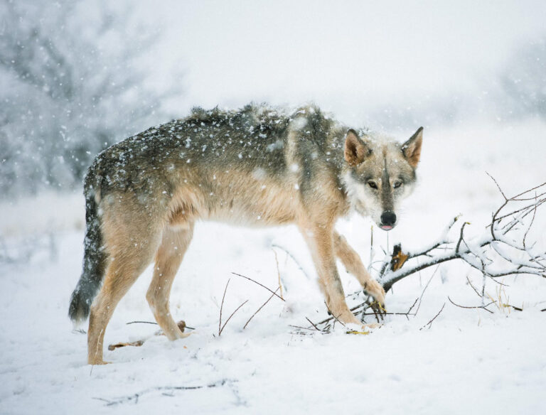 How to Deal with Winter Wolf Syndrome in Wolf Dogs