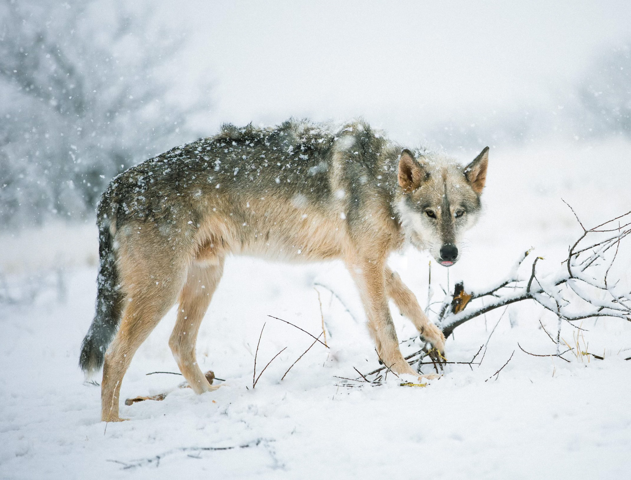 Winter-wolf-syndrome