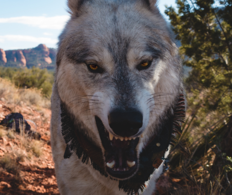 Are Wolf Dogs Dangerous? Here’s What You Need to Know