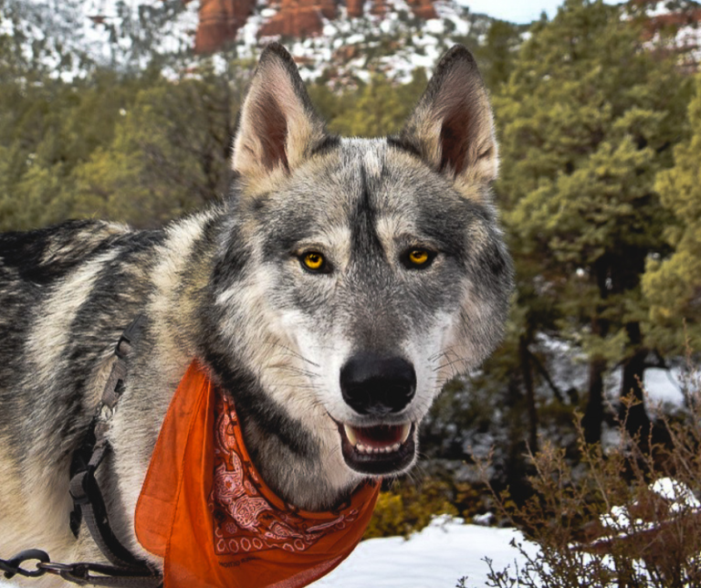 The Hidden Costs of Owning a Wolf Dog