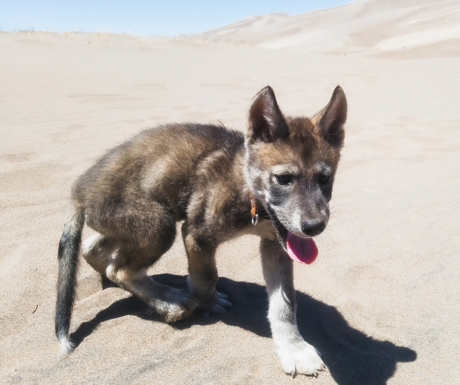 how to take care of a wolf hybrid puppy