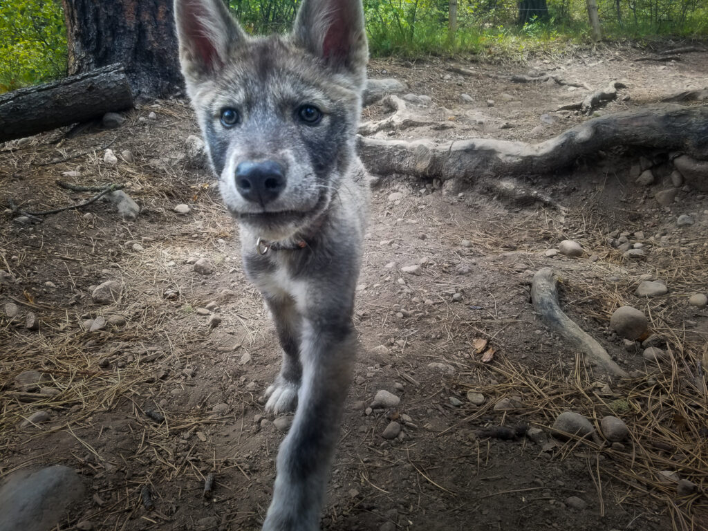 how to take care of a wolf hybrid puppy