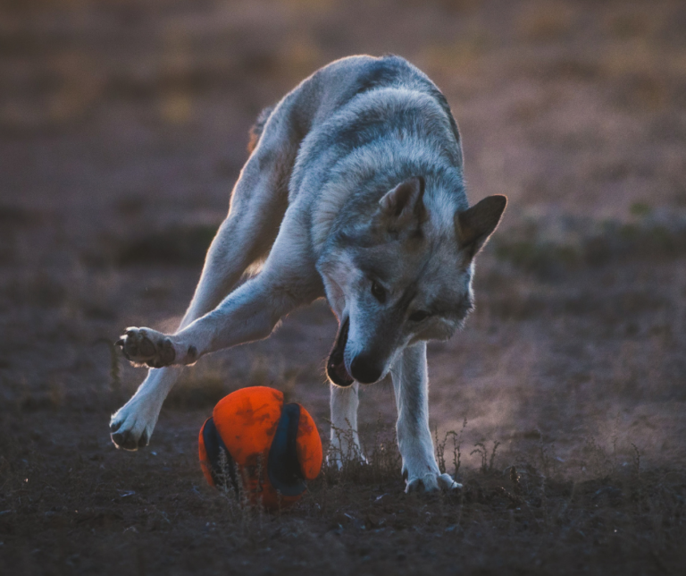 Why Wolf Dogs Live So Long: The Science Behind Their Longevity
