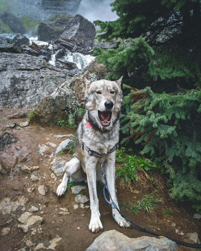 adopt a wolf dog puppy