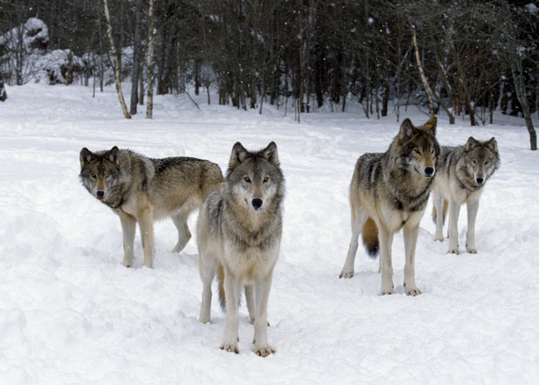 Wolf pack in the snow