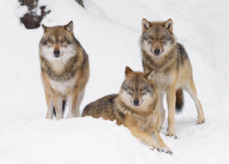 3 wolves in the snow