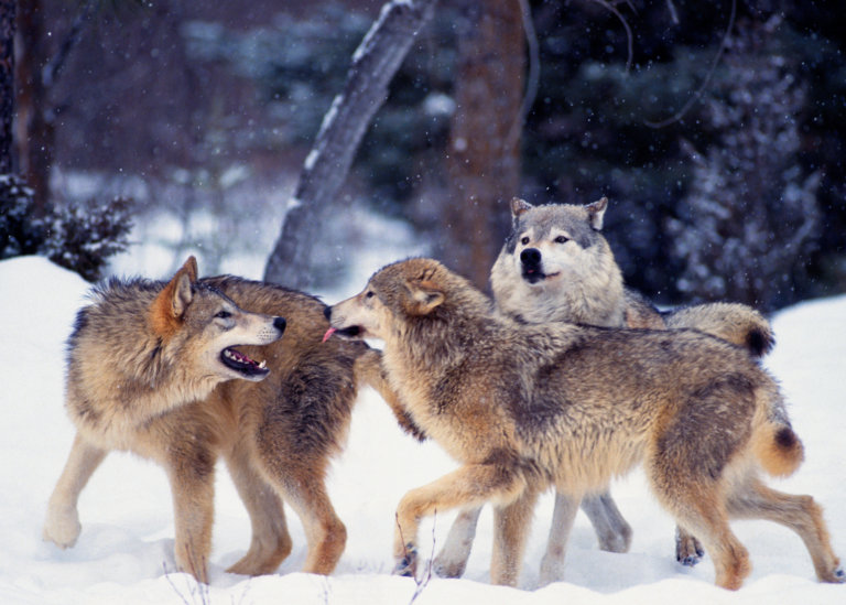 pack of wolves playing