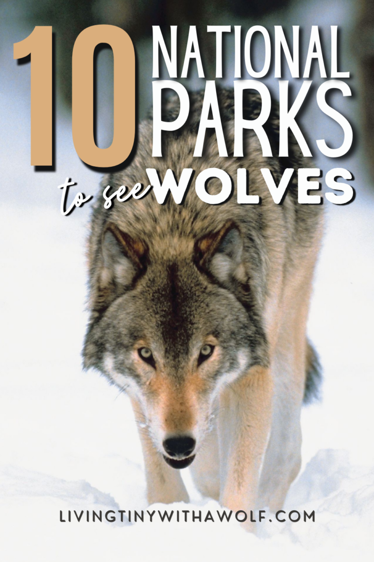US National Parks to See Wolves