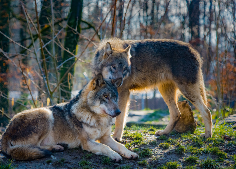 two wolves in the woods