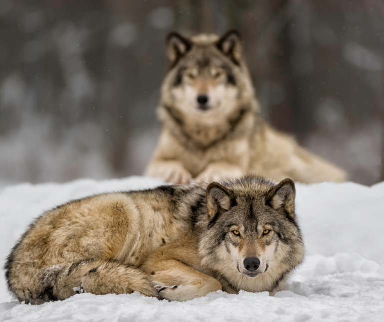 6 Wolf Sanctuaries in the US (Where You Can Pet Wolves)