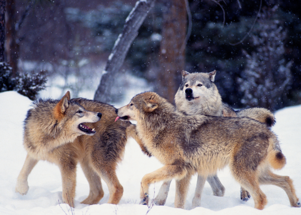 wolf sanctuaries in us