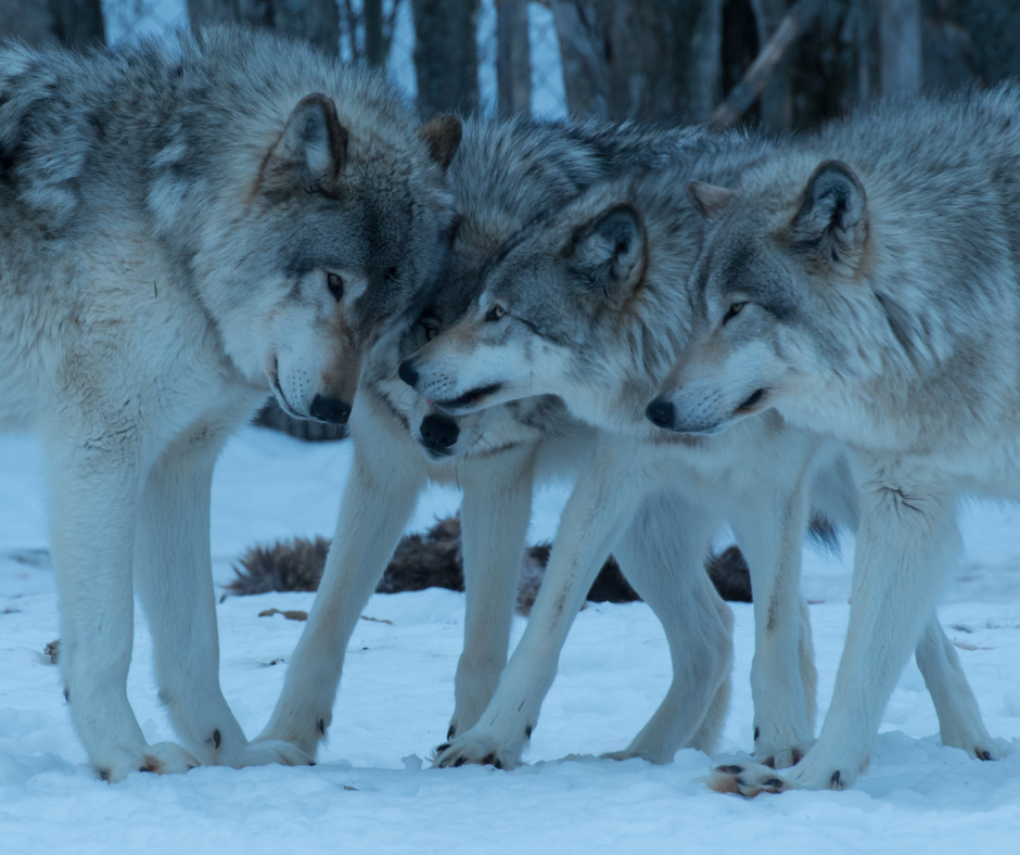 US National Parks to See Wolves
