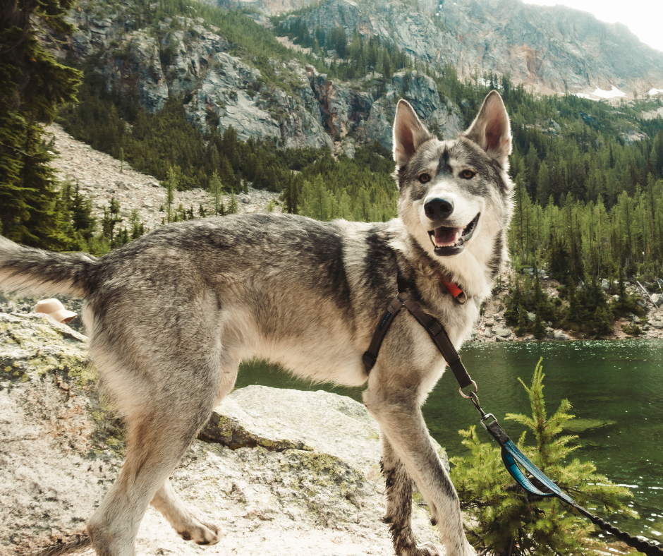 no-pull harness for hiking with large dogs