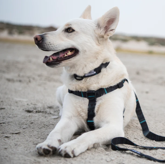 no pull harness for hiking with large dogs