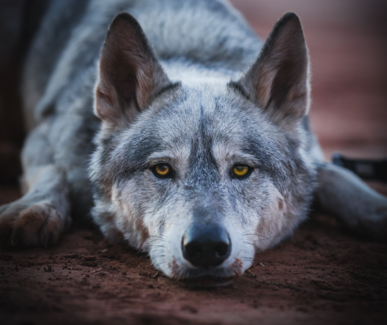 Are Wolf Dogs Legal? Navigating the Laws in The United States