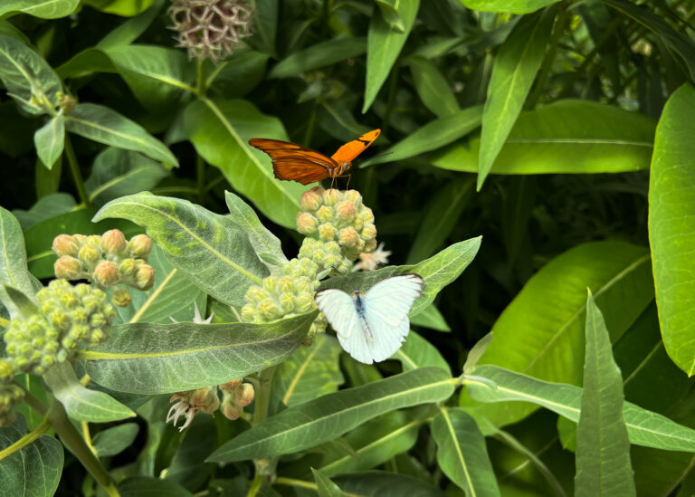 the butterfly haven