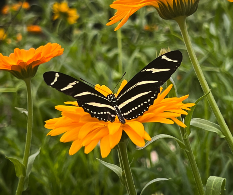 How to Visit Idaho’s Largest Butterfly House at The Butterfly Haven in Pingree