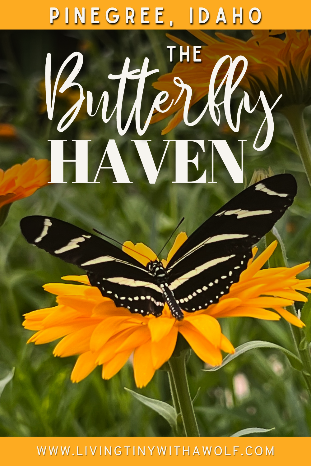 How to Visit Idaho\'s Largest Butterfly House at The Butterfly Haven in Pingree