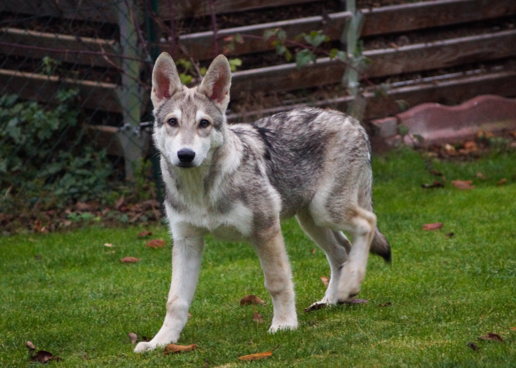 Saarloos Wolf Dog (Origins, Traits + Care) | Living Tiny With A Wolf