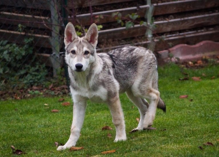 saarloos wolf dog