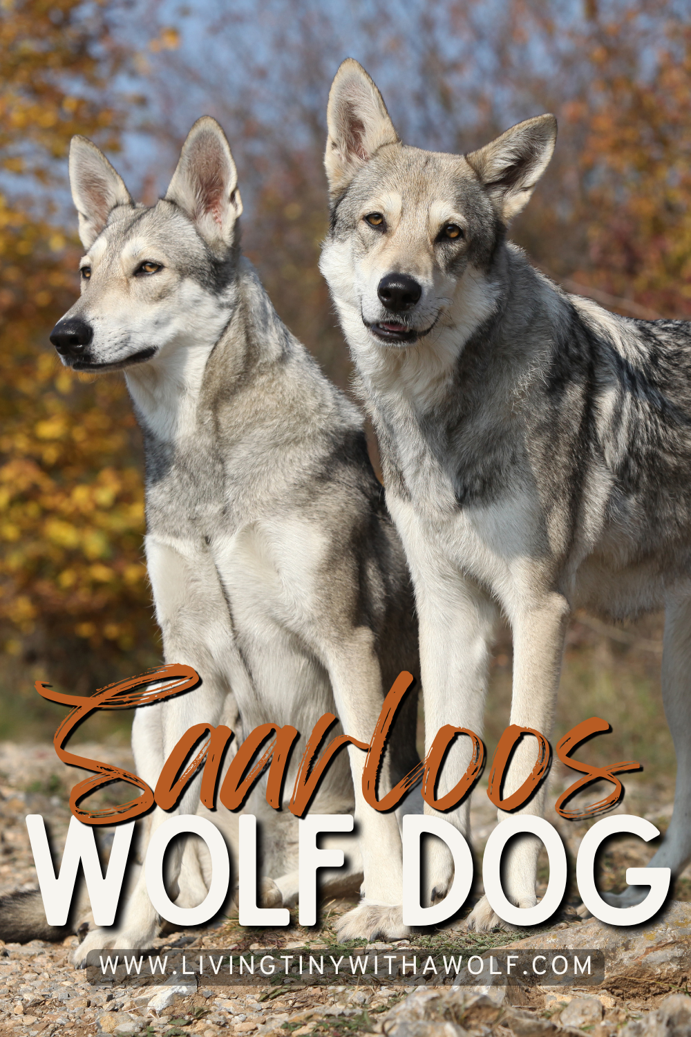 Saarloos Wolf Dog (Origins, Traits + Care)
