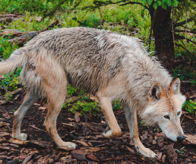 Guide to Colorado’s Best Wolf Sanctuaries (Tour Info, Cost + More!)
