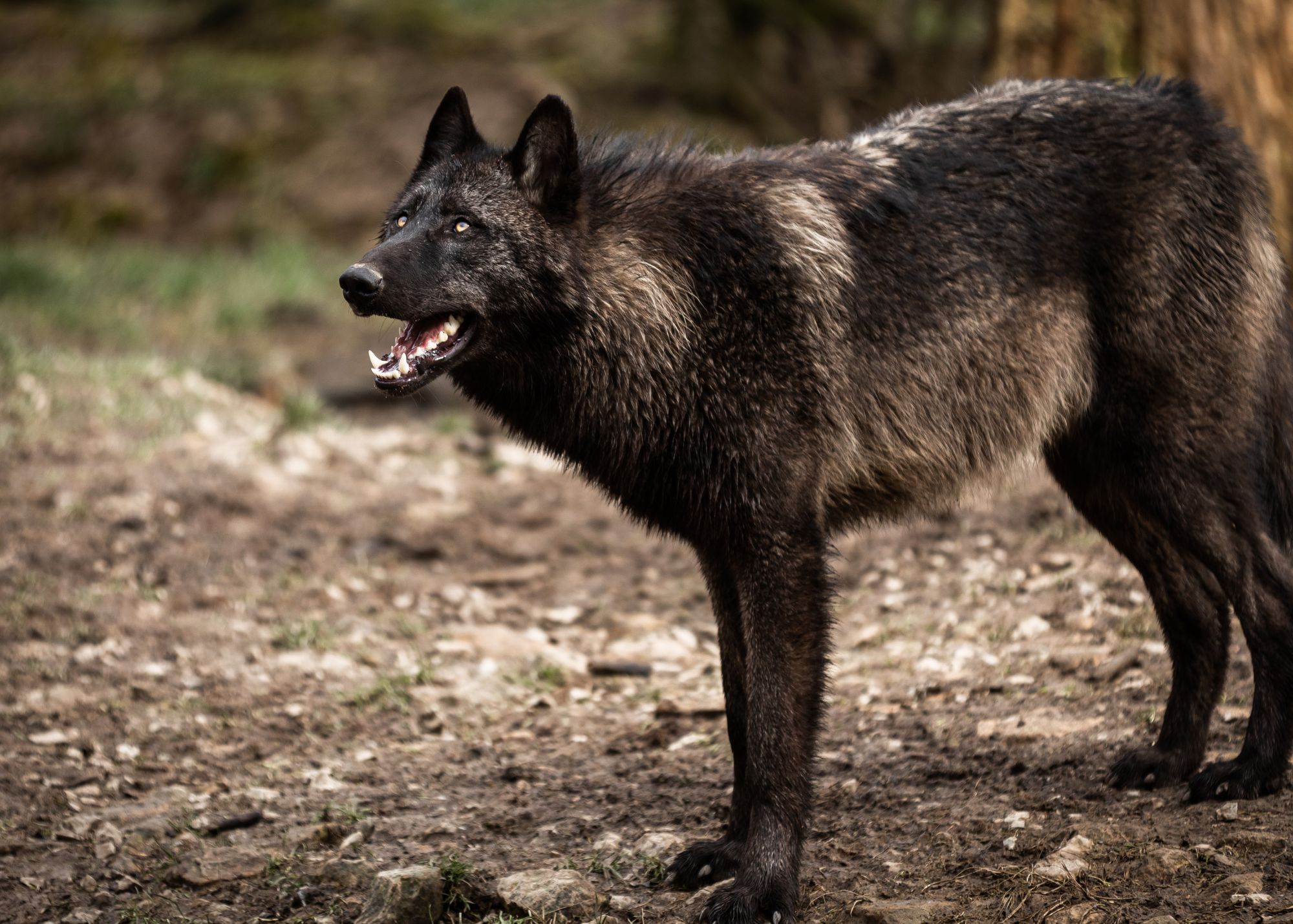 Black Wolf Dog (Origins, Traits + Care) | Living Tiny With A Wolf